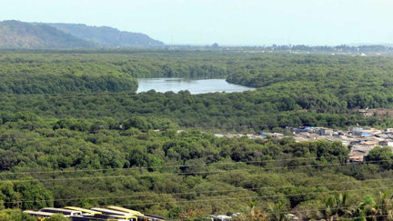 India's Mangrove Forests India's Mangrove Forests